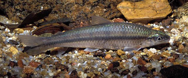 Apareiodon Fish Identification