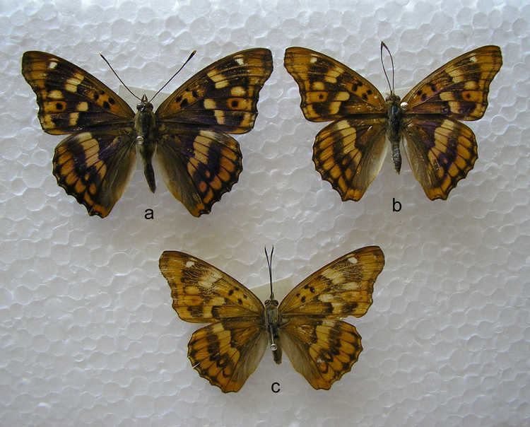 Apatura metis Butterflies of Greece