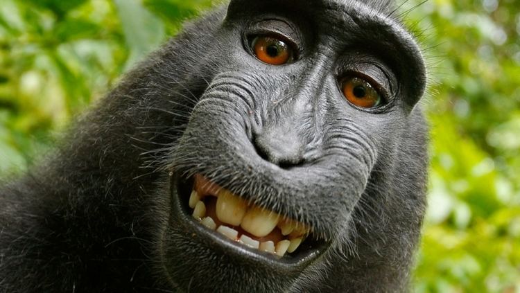 Ape The Internet goes ape over a monkey selfie and the copyright battle