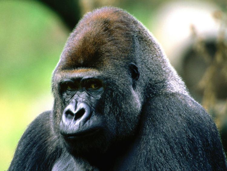 Ape Ape Facts History Useful Information and Amazing Pictures