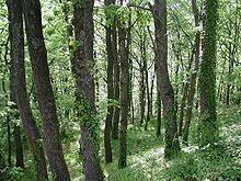 Apennine deciduous montane forest httpsuploadwikimediaorgwikipediacommonsthu