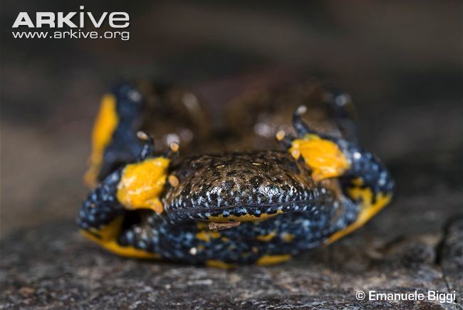 Apennine yellow-bellied toad Appenine yellowbellied toad photo Bombina pachypus G135234 ARKive