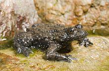 Apennine yellow-bellied toad httpsuploadwikimediaorgwikipediacommonsthu