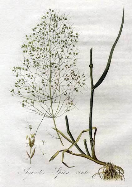 Apera spica-venti Poaceae Apera spicaventi Agrostis spicaventi
