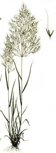 Apera spica-venti AgroAtlas Weeds Apera spicaventi L Beauv Silky Bentgrass