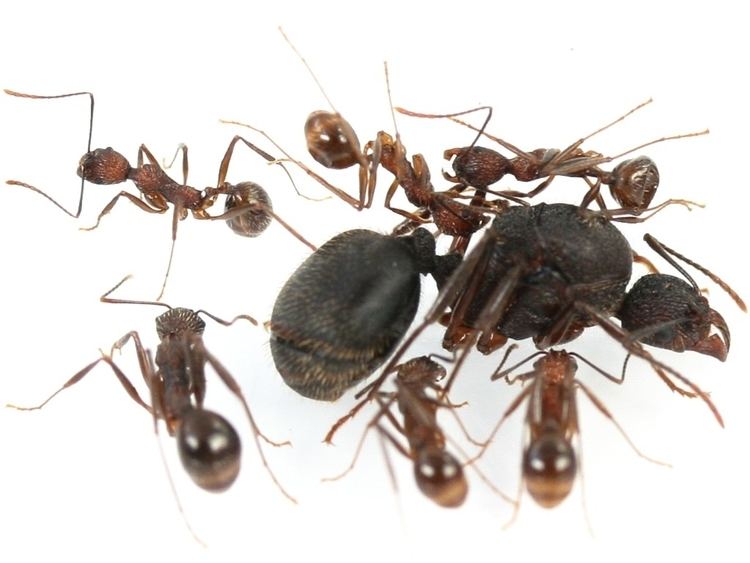 Aphaenogaster ANTSTORE Ameisenshop Ameisen kaufen Aphaenogaster schurri