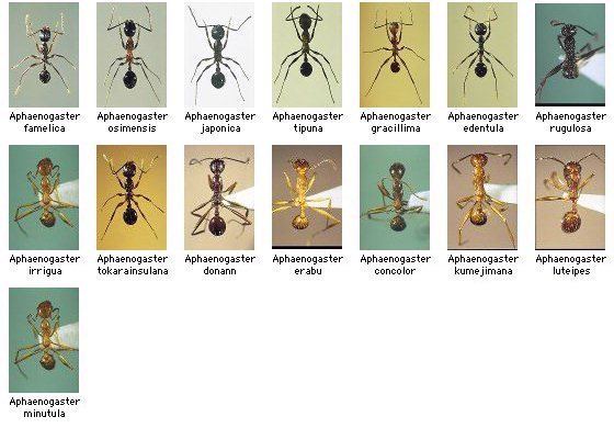 Aphaenogaster JAnt genus Aphaenogaster