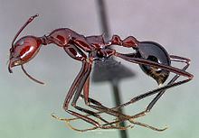 Aphaenogaster httpsuploadwikimediaorgwikipediacommonsthu