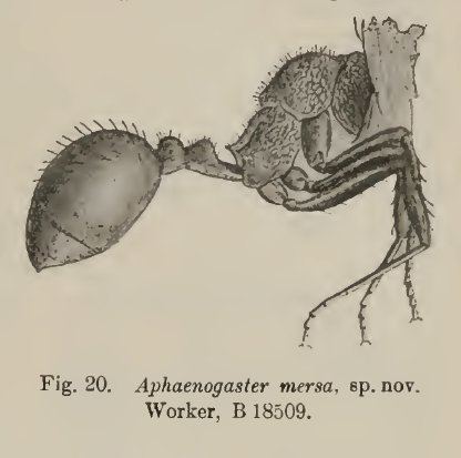 Aphaenogaster mersa