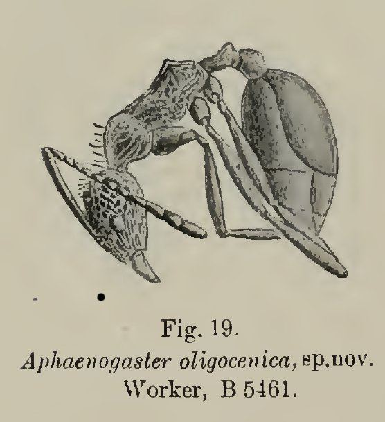 Aphaenogaster oligocenica