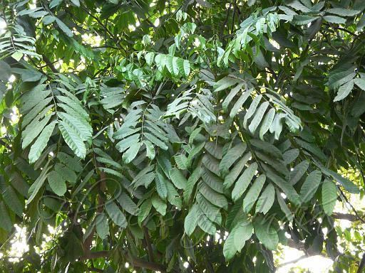 Aphanamixis polystachya Aphanamixis polystachya Pithraj Tree