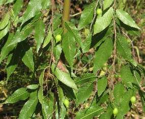 Aphananthe Alamos Trees Aphananthe monoica