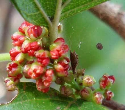 Aphananthe philippinensis Aphananthe philippinensis ULMACEAE Roughleaved Elm Native Elm