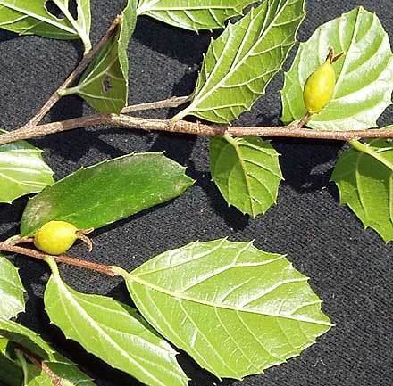 Aphananthe philippinensis Aphananthe philippinensis ULMACEAE Roughleaved Elm Native Elm