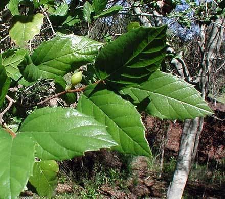 Aphananthe philippinensis Aphananthe philippinensis ULMACEAE Roughleaved Elm Native Elm