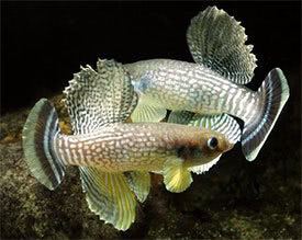 Aphanius Aphanius dispar dispar Arabian Killifish Tropical Fish Diszhal