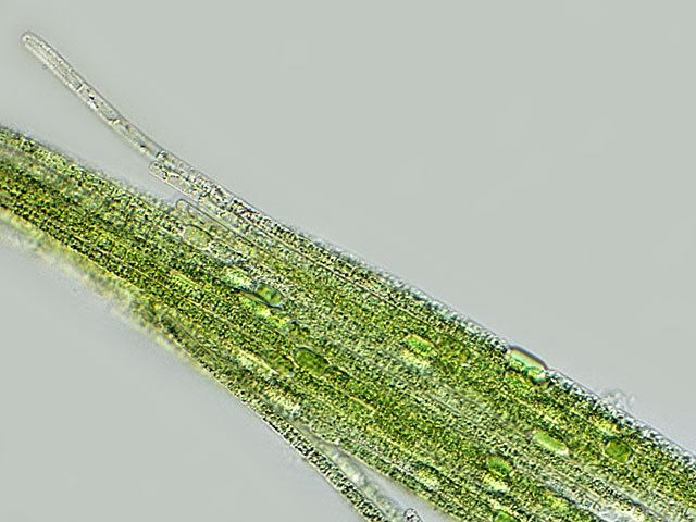 Aphanizomenon Leben im Teich Grne Spanalge Aphanizomenon flosaquae Cyanophyta