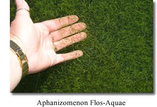 Aphanizomenon flos-aquae Klamath Valley Botanicals Blue green Algae Aphanizomenon FlosAquae