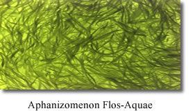 Aphanizomenon flos-aquae Klamath Valley Botanicals Blue green Algae Aphanizomenon FlosAquae