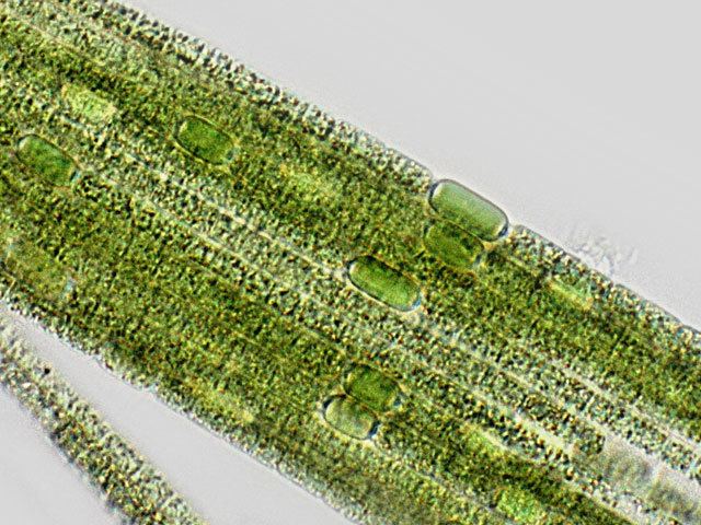 Aphanizomenon flos-aquae 1000 images about alga Aphanizomenon on Pinterest Memories