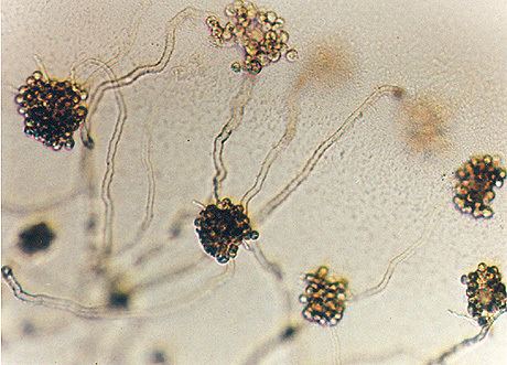 Aphanomyces Aphanomyces Diagnostic Guide
