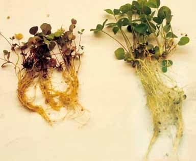 Aphanomyces Be Aware of Aphanomyces Root Rot of Alfalfa Caused by Different