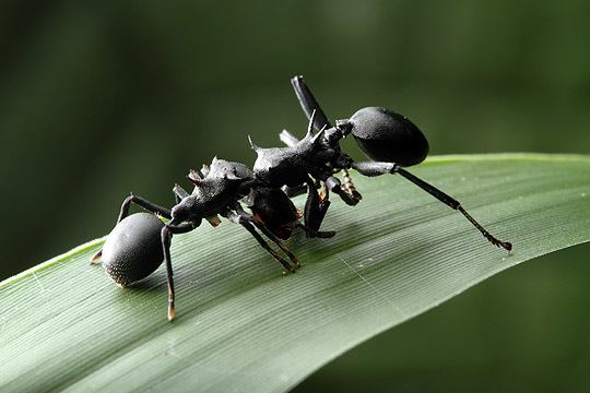 Aphantochilus The Ant that Wasn39t Aphantochilus rogersi