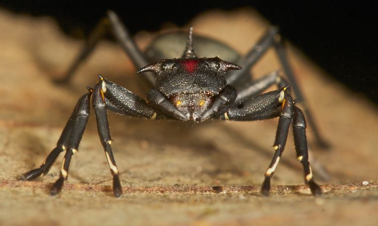Aphantochilus Cephalotes ant mimicking spider Aphantochilus rogersi 8 Flickr