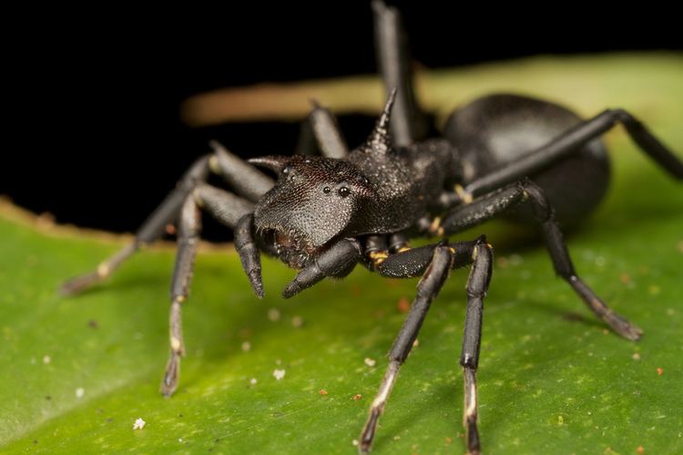 Aphantochilus Ant mimicking spider Aphantochilus rogersi Found during Flickr