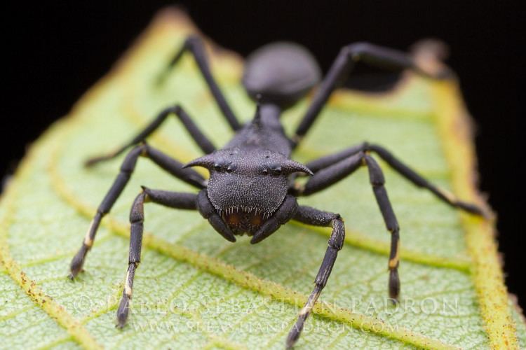 Aphantochilus Aphantochilus rogersi 3 Ecuador Pastaza Junio 2014 Aphant Flickr