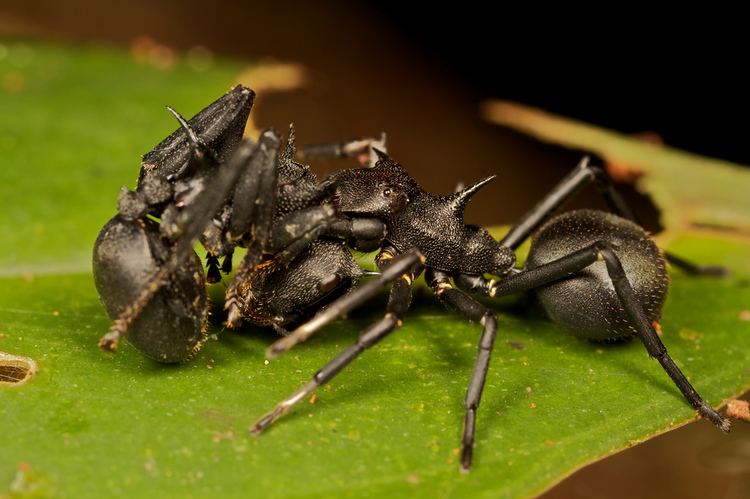 Aphantochilus Cephalotes Ant mimicking spider with prey Aphantochilus r Flickr