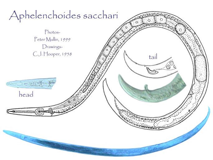 Aphelenchoides Aphelenchoides sacchari