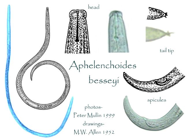 Aphelenchoides Aphelenchoides besseyi Species page