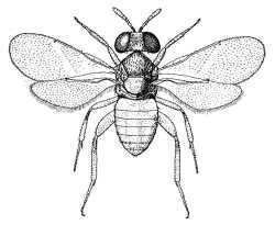 Aphelinidae Chalcidoidea