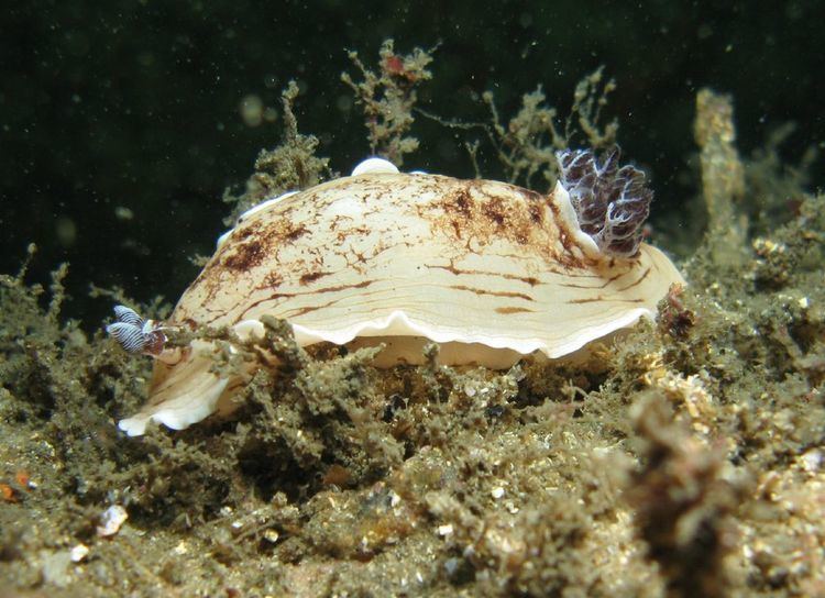 Aphelodoris varia