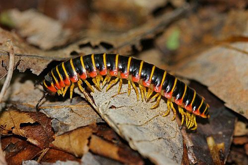 Apheloria virginiensis Let39s do Some Zoology Apheloria virginiensis is a large species