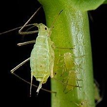 Aphid httpsuploadwikimediaorgwikipediacommonsthu