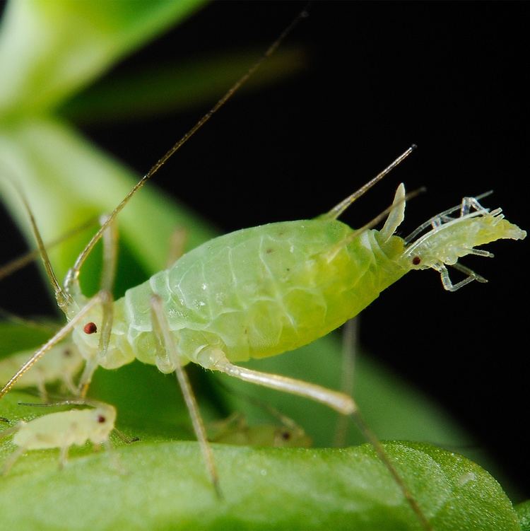 Aphid Aphids on Minnesota trees and shrubs University of Minnesota Extension