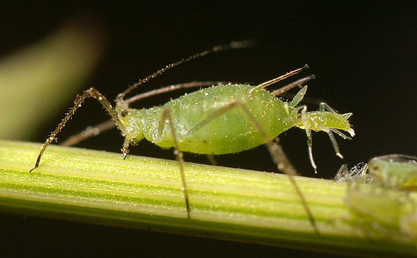 Aphid Aphid Wikipedia