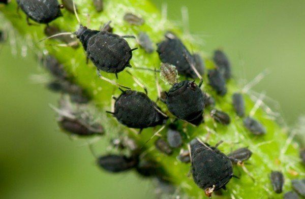 Aphid How To Get Rid Of Aphids 12 Organic Methods That Work