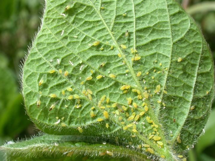 Aphid How to Identify and Get Rid of Aphids Garden Pests The Old