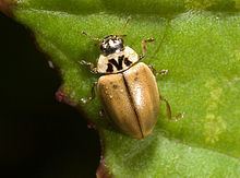 Aphidecta obliterata httpsuploadwikimediaorgwikipediacommonsthu