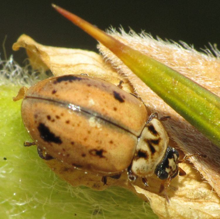 Aphidecta obliterata Larch Ladybird Aphidecta obliterata NatureSpot