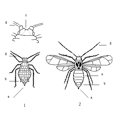 Aphididae Aphididae Callaphididae Pemphigidae