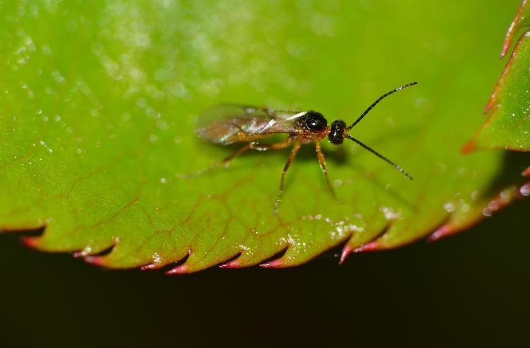 Aphidiinae FileBraconid Wasp Aphidiinae parasite of aphids 17209504216