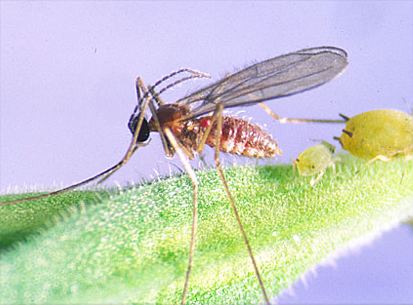 Aphidoletes aphidimyza Aphidoletes a midge that preys on Aphids