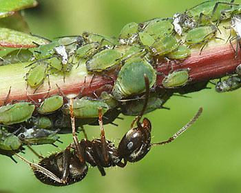 Aphis Aphis aphids identification images ecology