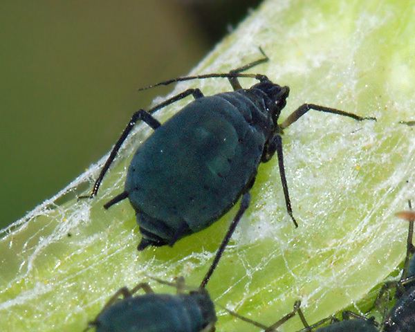 Aphis Aphis aphids identification images ecology