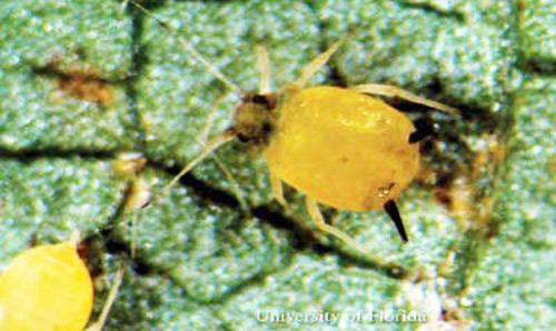 Aphis gossypii melon aphid or cotton aphid Aphis gossypii Glover