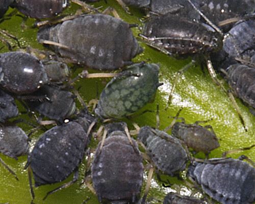 Aphis gossypii Aphis gossypii identification images ecology control